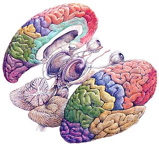 El Cerebro De Broca Pdf