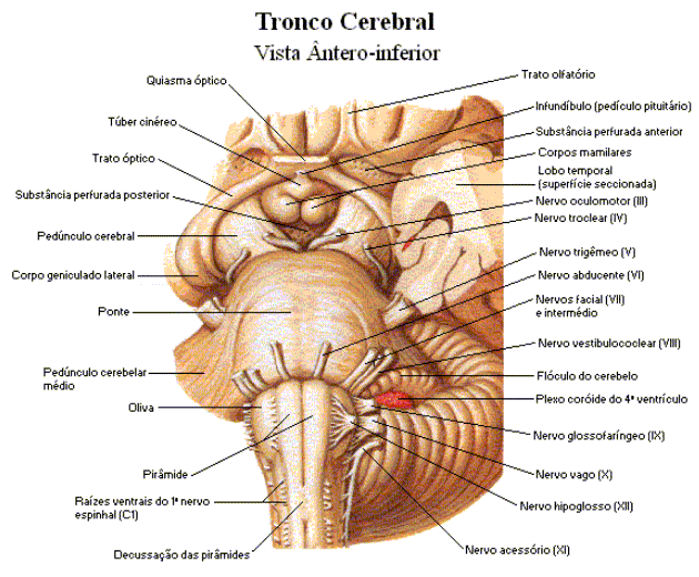 external image tronco-cerebral.gif